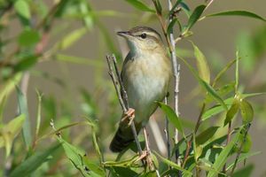 Pallas's Grasshopper Warbler