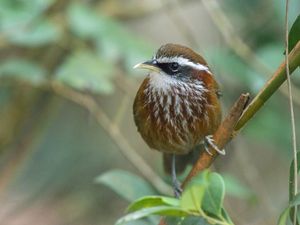Streak-breasted Scimitar Babbler