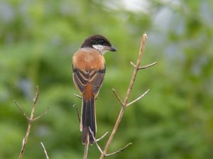 Long-tailed Shrike