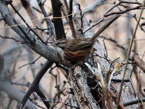Beijing Babbler