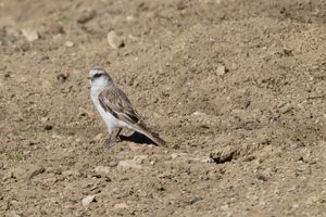 White-rumped Snowfinch