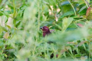 Vinaceous Rosefinch