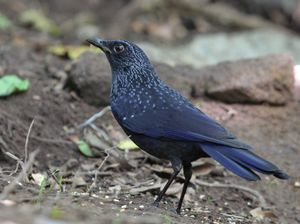 Blue Whistling Thrush