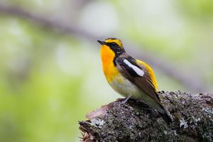 Narcissus Flycatcher
