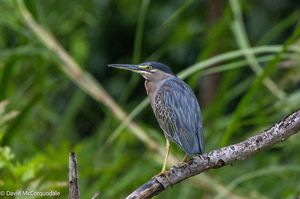 Striated Heron