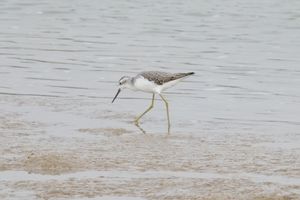 Marsh Sandpiper