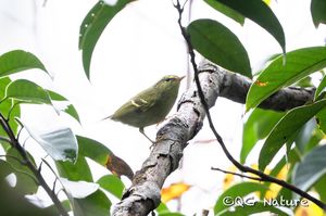 Hartert's Leaf Warbler
