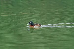 Baer's Pochard