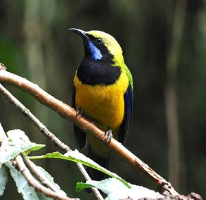 Orange-bellied Leafbird