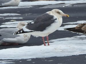 Slaty-backed Gull
