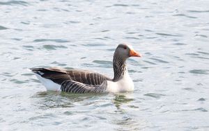 Greylag Goose