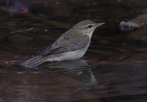 Japanese Leaf Warbler