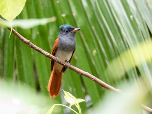 Indian Paradise Flycatcher