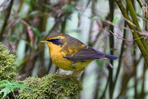 Golden Bush Robin