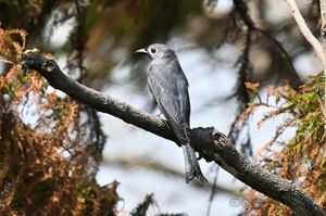 Ashy Drongo
