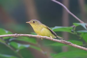淡尾鹟莺