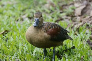 Lesser Whistling Duck