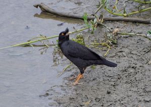 Crested Myna