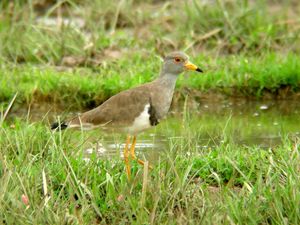 Grey-headed Lapwing