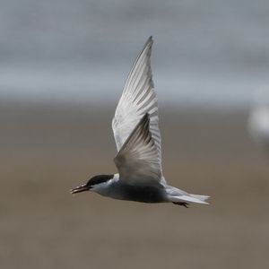Whiskered Tern