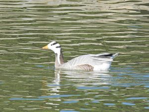 Bar-headed Goose
