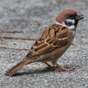 Eurasian Tree Sparrow