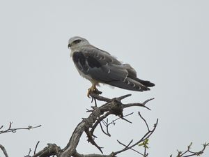Black-winged Kite