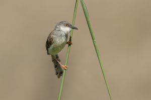 Grey-breasted Prinia