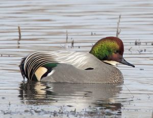 Falcated Duck