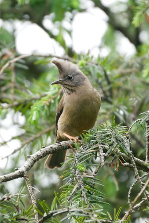 Stripe-throated Yuhina