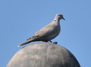 Eurasian Collared Dove