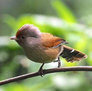 Rusty-fronted Barwing