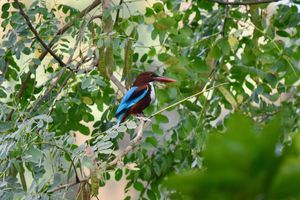 White-throated Kingfisher