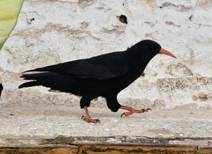 Red-billed Chough