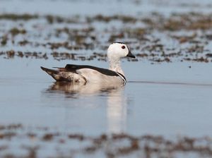 Cotton Pygmy Goose