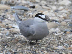 Aleutian Tern