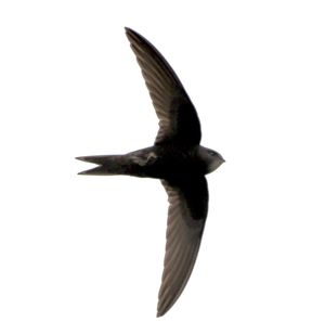 Common Swift