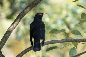 Chinese Blackbird