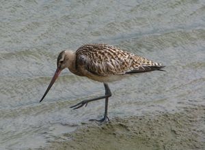 Bar-tailed Godwit
