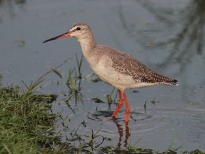 Spotted Redshank