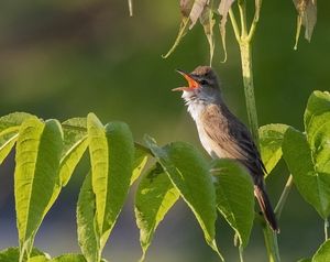 Oriental Reed Warbler