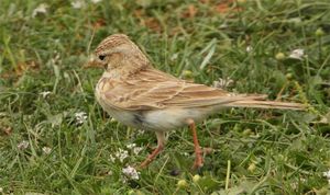 Asian Short-toed Lark