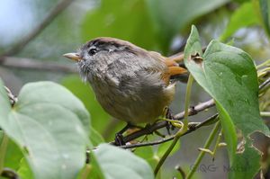 Spectacled Fulvetta