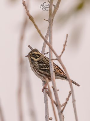 Rustic Bunting