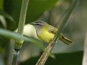 Yellow-bellied Warbler