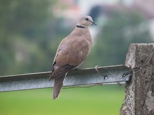 Red Collared Dove