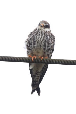 Amur Falcon