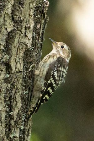 Japanese Pygmy Woodpecker
