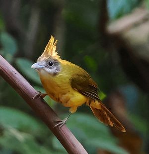 White-throated Bulbul