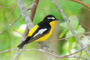 Yellow-rumped Flycatcher